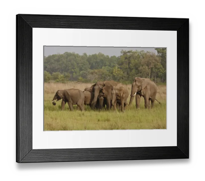 Framed Print : Indian  /  Asian Elephant, herd on the move, Corbett National Park, India