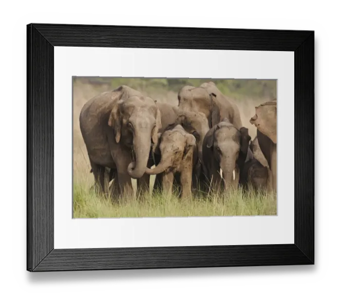 Framed Print : Indian / Asian Elephant family, Corbett National Park, India Framed Print : Indian / Asian Elephant family, Corbett National Park, India