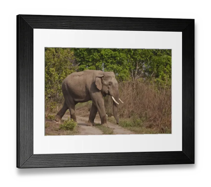 Framed Print : Indian / Asian Elephant, tusker on the track, Corbett National Park, India Framed Print : Indian / Asian Elephant, tusker on the track, Corbett National Park, India