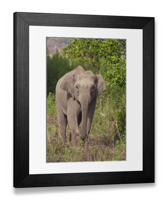 Framed Print : Indian / Asian Elephant, Corbett National Park, India Framed Print : Indian / Asian Elephant, Corbett National Park, India