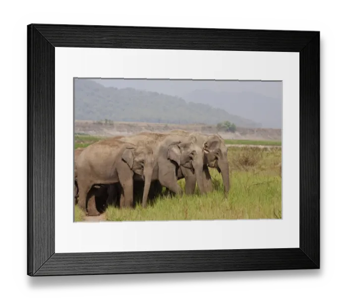 Framed Print : Indian / Asian Elephants, Corbett National Park, India Framed Print : Indian / Asian Elephants, Corbett National Park, India