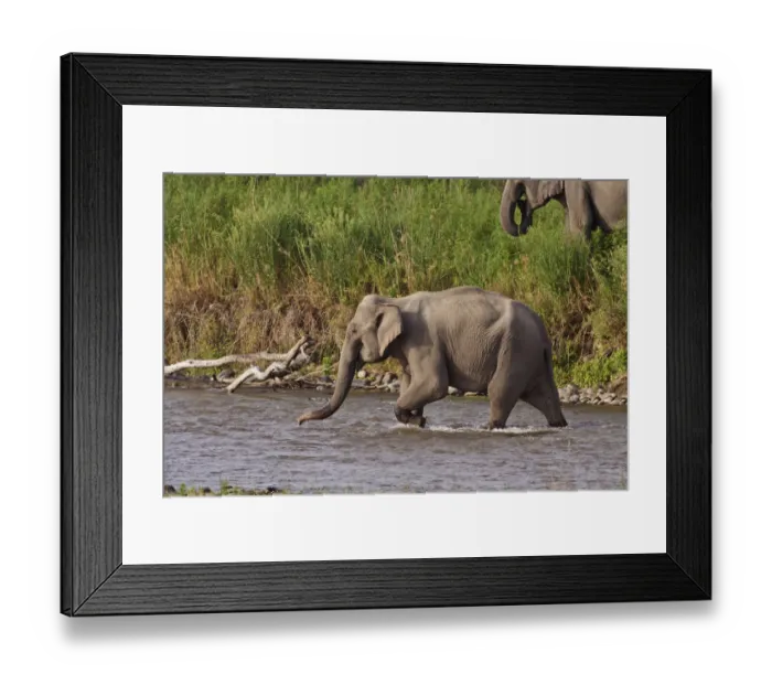 Framed Print : Indian / Asian Elephant, crossing the river Ramganga, Corbett National Park, India Framed Print : Indian / Asian Elephant, crossing the river Ramganga, Corbett National Park, India