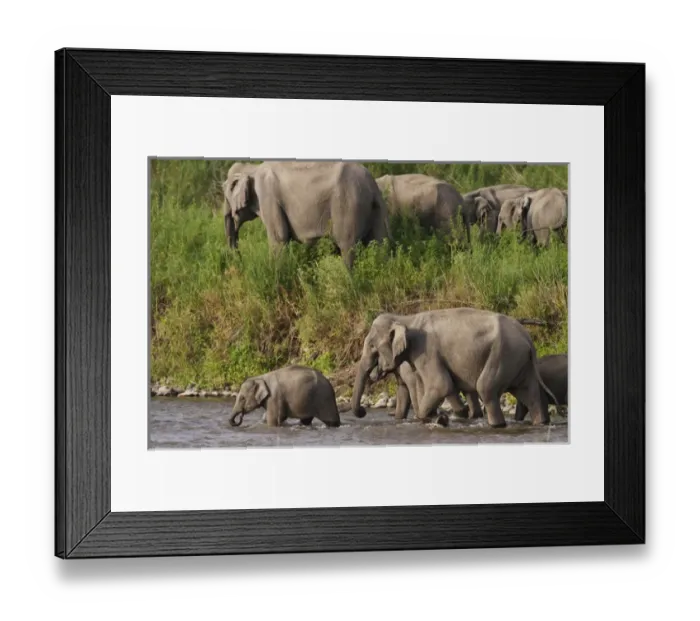 Framed Print : Indian / Asian Elephants, crossing the river Ramganga, Corbett National Park, India Framed Print : Indian / Asian Elephants, crossing the river Ramganga, Corbett National Park, India