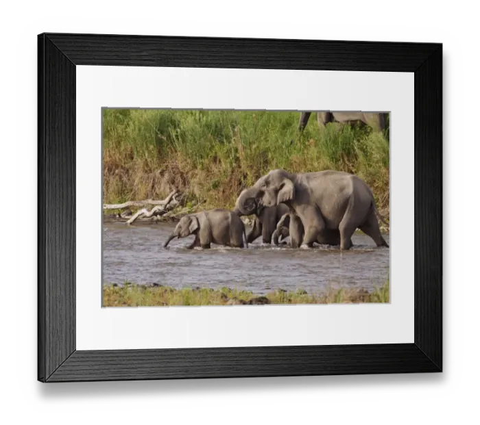 Framed Print : Indian / Asian Elephants, crossing the river Ramganga, Corbett National Park, India Framed Print : Indian / Asian Elephants, crossing the river Ramganga, Corbett National Park, India