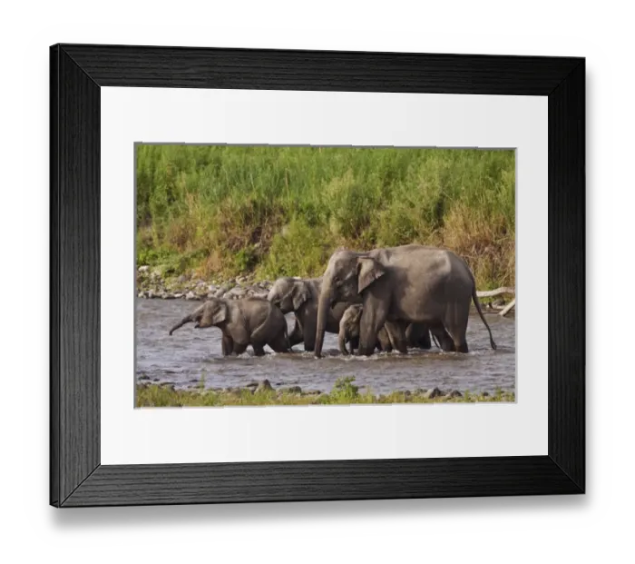 Framed Print : Indian / Asian Elephants, crossing the river Ramganga, Corbett National Park, India Framed Print : Indian / Asian Elephants, crossing the river Ramganga, Corbett National Park, India