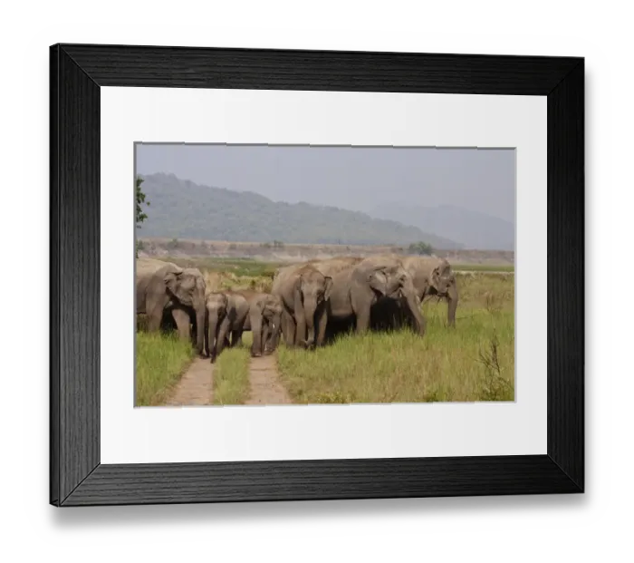 Framed Print : Indian / Asian Elephants, Corbett National Park, India Framed Print : Indian / Asian Elephants, Corbett National Park, India