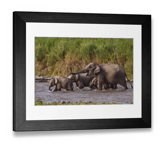 Framed Print : Indian  /  Asian Elephants, crossing the river Ramganga, Corbett National Park, India