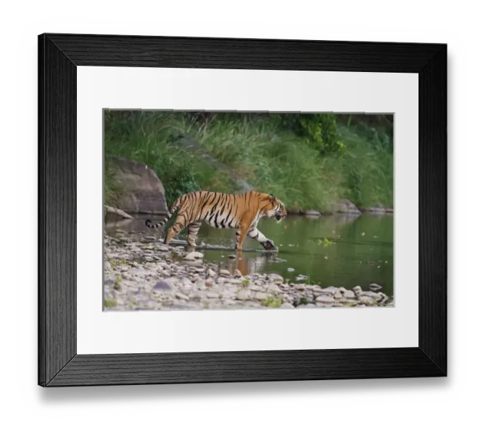 Framed Print : Royal Bengal Tiger, in the river Ramganga