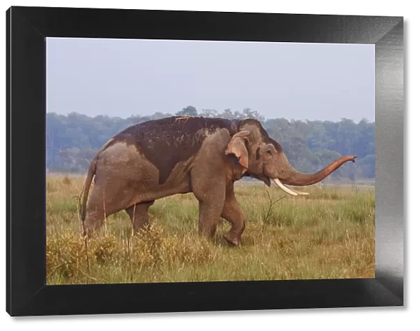 Indian  /  Asian Elephant, tusker, communicating, Corbett National Park, India