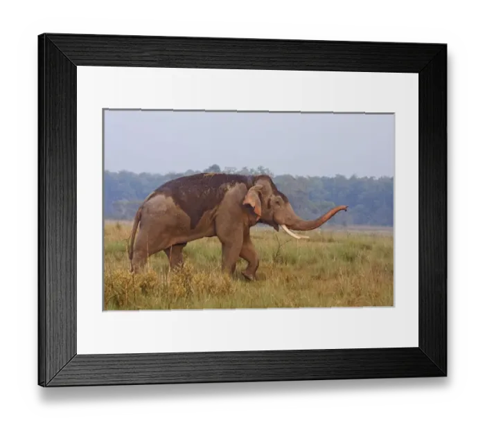 Framed Print : Indian / Asian Elephant, tusker, communicating, Corbett National Park, India Framed Print : Indian / Asian Elephant, tusker, communicating, Corbett National Park, India