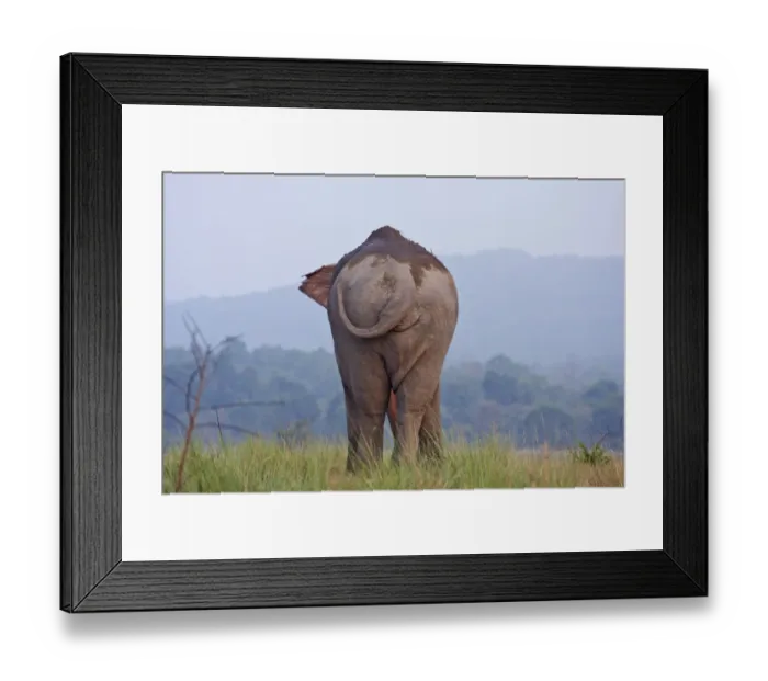 Framed Print : Indian / Asian Elephant, Corbett National Park, India Framed Print : Indian / Asian Elephant, Corbett National Park, India