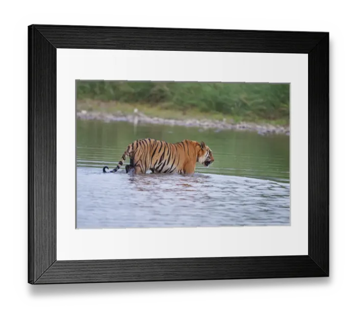 Framed Print : Royal Bengal Tiger, crossing the river Ramganga Framed Print : Royal Bengal Tiger, crossing the river Ramganga