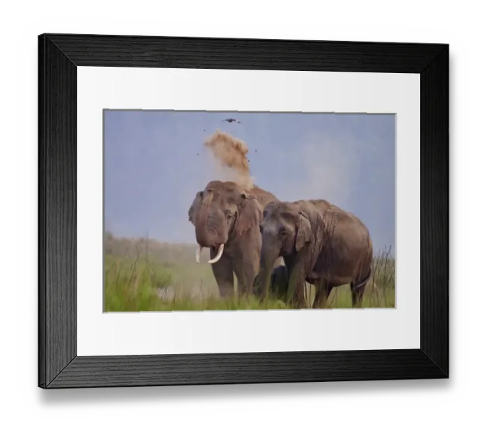 Framed Print : Pair of Indian  /  Asian Elephant, Corbett National Park, India