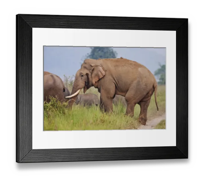 Framed Print : Masth Indian  /  Asian Elephant, Corbett National Park, India