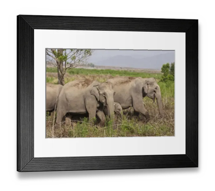 Framed Print : Indian / Asian Elephant, herd on the move, Corbett National Park, India Framed Print : Indian / Asian Elephant, herd on the move, Corbett National Park, India
