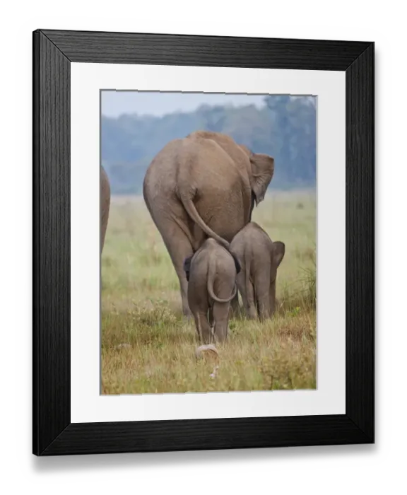 Framed Print : Indian / Asian Elephant and young ones, Corbett National Park, India Framed Print : Indian / Asian Elephant and young ones, Corbett National Park, India