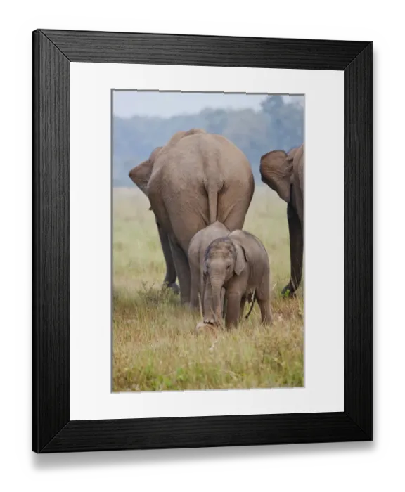 Framed Print : Indian / Asian Elephant, mother and calves, Corbett National Park, India Framed Print : Indian / Asian Elephant, mother and calves, Corbett National Park, India