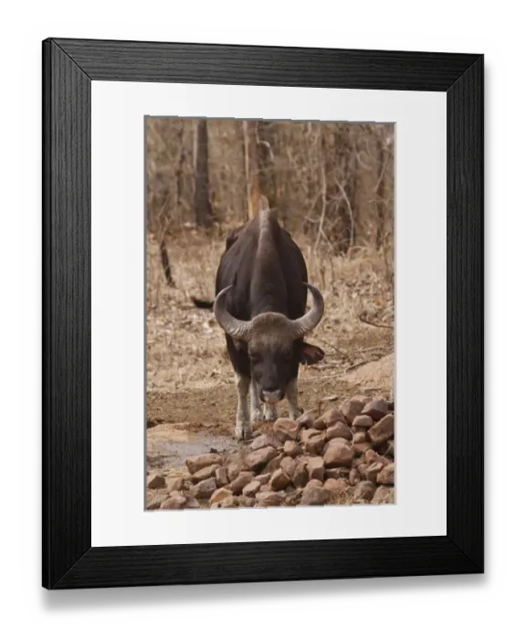Framed Print : Indian Bison near waterhole, Tadoba Andheri Tiger Reserve (TATR), Maharashtra