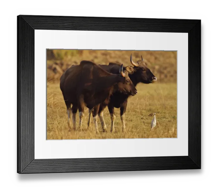Framed Print : Pair of Indian Gaur, Tadoba Andheri Tiger Reserve, India