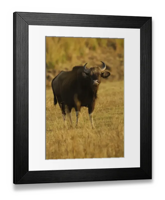 Framed Print : Indian Gaur, Tadoba Andheri Tiger Reserve, India Framed Print : Indian Gaur, Tadoba Andheri Tiger Reserve, India