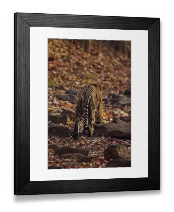 Framed Print : Royal Bengal Tiger, walking on the fallen leaves, Tadoba Andheri Tiger Reserve, India Framed Print : Royal Bengal Tiger, walking on the fallen leaves, Tadoba Andheri Tiger Reserve, India