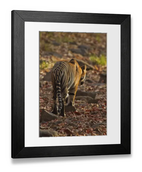Framed Print : Royal Bengal Tiger, walking on the fallen leaves, Tadoba Andheri Tiger Reserve, India Framed Print : Royal Bengal Tiger, walking on the fallen leaves, Tadoba Andheri Tiger Reserve, India