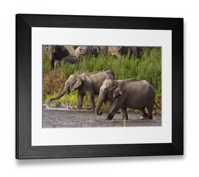 Framed Print : Indian  /  Asian Elephants, crossing the river Ramganga, Corbett National Park, India