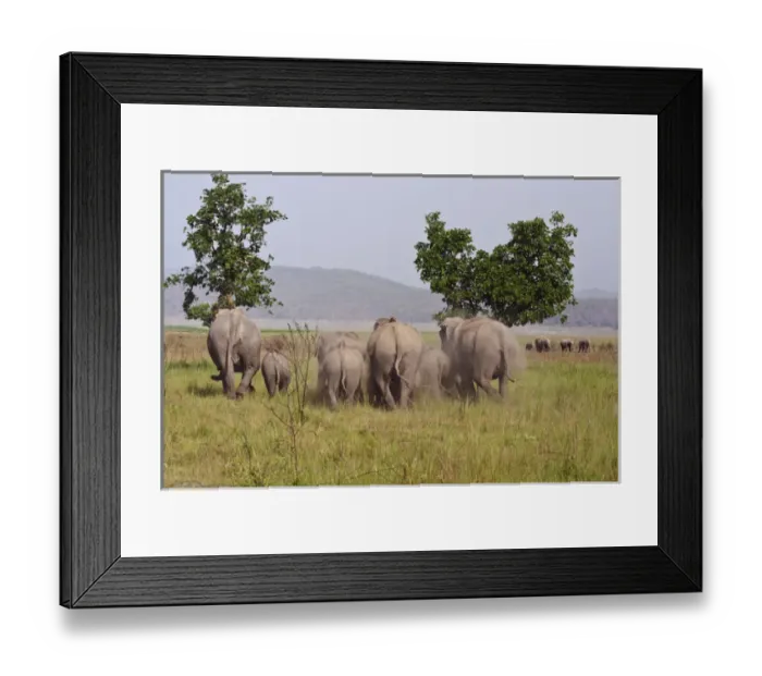 Framed Print : Indian  /  Asian Elephants, Corbett National Park, India