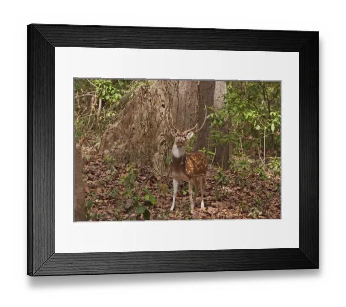 Framed Print : Chital Stag, Corbett National Park, India Framed Print : Chital Stag, Corbett National Park, India