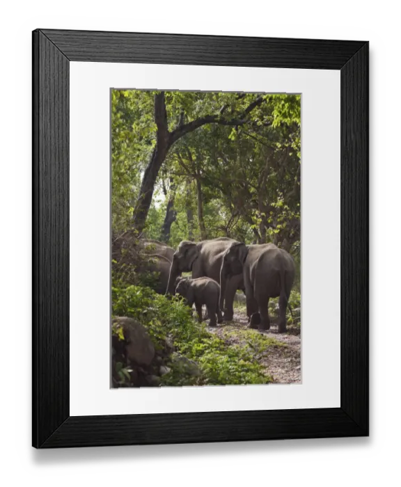 Framed Print : Indian / Asian Elephants in the Sal forest, Corbett National Park, India Framed Print : Indian / Asian Elephants in the Sal forest, Corbett National Park, India