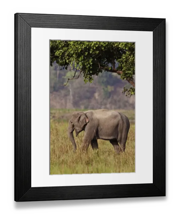 Framed Print : Indian / Asian Elephant, Corbett National Park, India Framed Print : Indian / Asian Elephant, Corbett National Park, India