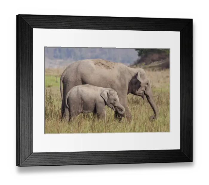 Framed Print : Indian  /  Asian Elephant and young one, Corbett National Park, India