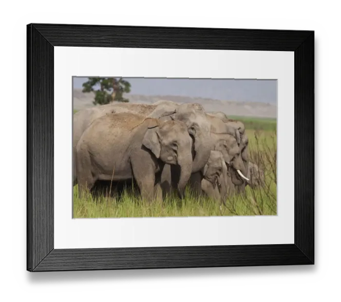 Framed Print : Indian  /  Asian Elephant, Corbett National Park, India