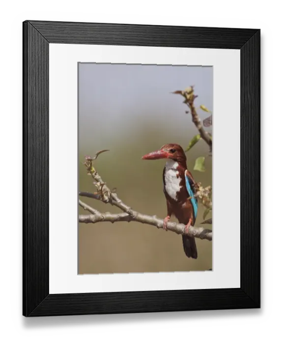 Framed Print : White Throated Kingfisher, Corbett National Park, India Framed Print : White Throated Kingfisher, Corbett National Park, India
