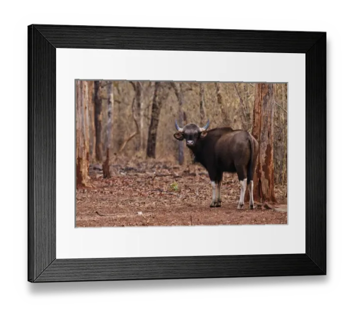 Framed Print : Indian Gaur, Tadoba Andheri Tiger Reserve, India