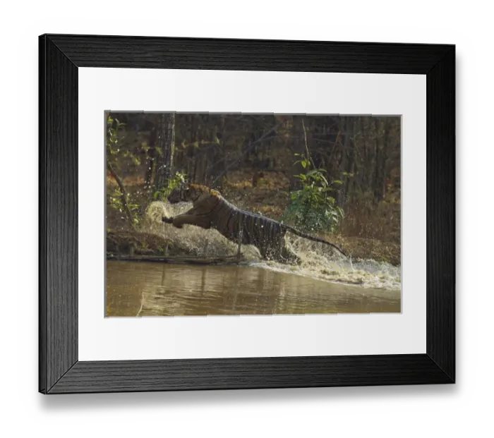 Framed Print : Water works by Royal Bengal Tiger, Tadoba Andheri Tiger Reserve, India Framed Print : Water works by Royal Bengal Tiger, Tadoba Andheri Tiger Reserve, India