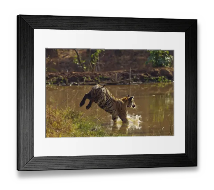 Framed Print : Royal Bengal Tiger, jumping into the jungle pond. Tadoba Andheri Tiger Reserve, India