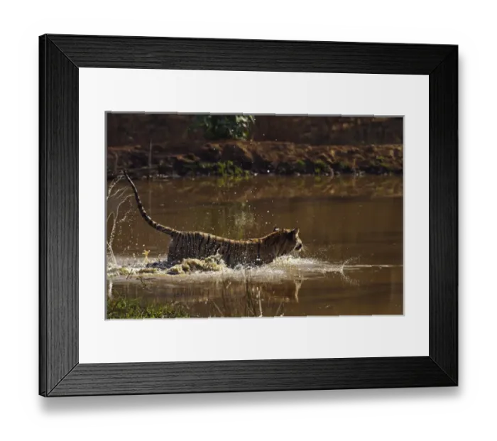 Framed Print : Royal Bengal Tiger, having fun in the jungle pond, Tadoba Andheri Tiger Reserve, India