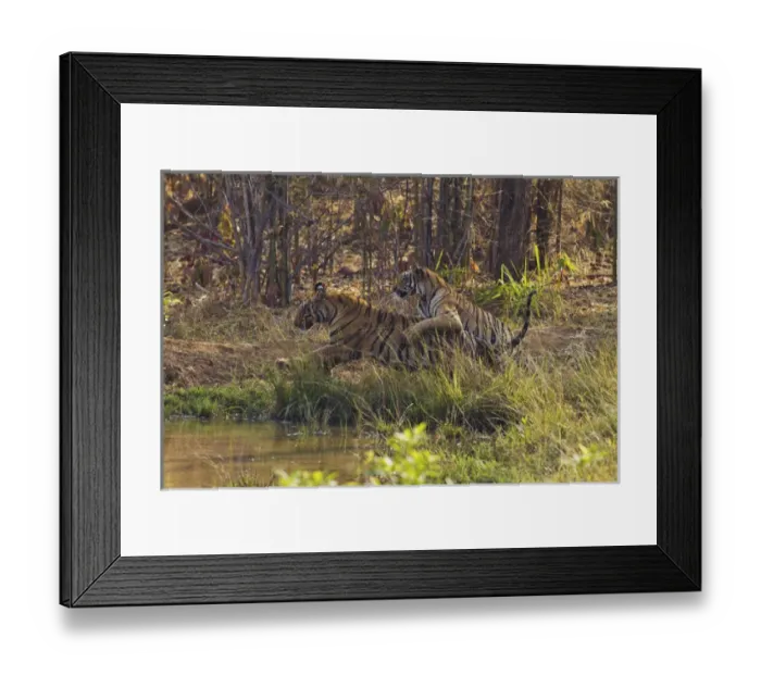 Framed Print : Tadoba Andheri Tiger Reserve, India Framed Print : Tadoba Andheri Tiger Reserve, India