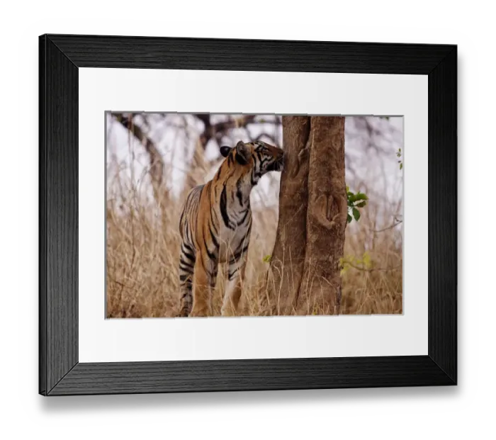 Framed Print : Royal Bengal Tiger, catching the scent, Tadoba Andheri Tiger Reserve, India