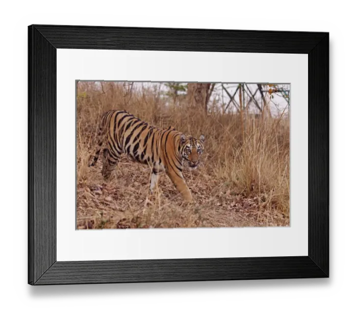 Framed Print : Royal Bengal Tiger, in the summer grassland, Tadoba Andheri Tiger Reserve, India Framed Print : Royal Bengal Tiger, in the summer grassland, Tadoba Andheri Tiger Reserve, India