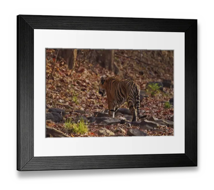 Framed Print : Royal Bengal Tiger, walking on the fallen leaves, Tadoba Andheri Tiger Reserve, India Framed Print : Royal Bengal Tiger, walking on the fallen leaves, Tadoba Andheri Tiger Reserve, India
