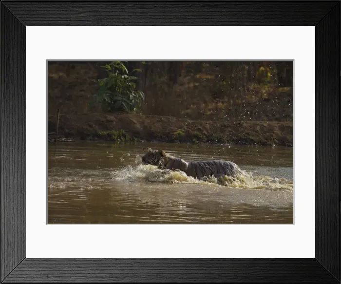 Framed Print : Water works by Royal Bengal Tiger, Tadoba Andheri Tiger Reserve, India Framed Print : Water works by Royal Bengal Tiger, Tadoba Andheri Tiger Reserve, India
