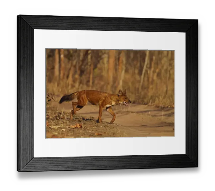 Framed Print : Wild Dog on the move, Tadoba Andheri Tiger Reserve, India