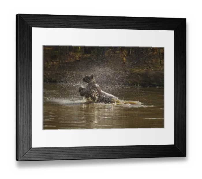 Framed Print : Water works by Royal Bengal Tiger, Tadoba Andheri Tiger Reserve, India Framed Print : Water works by Royal Bengal Tiger, Tadoba Andheri Tiger Reserve, India