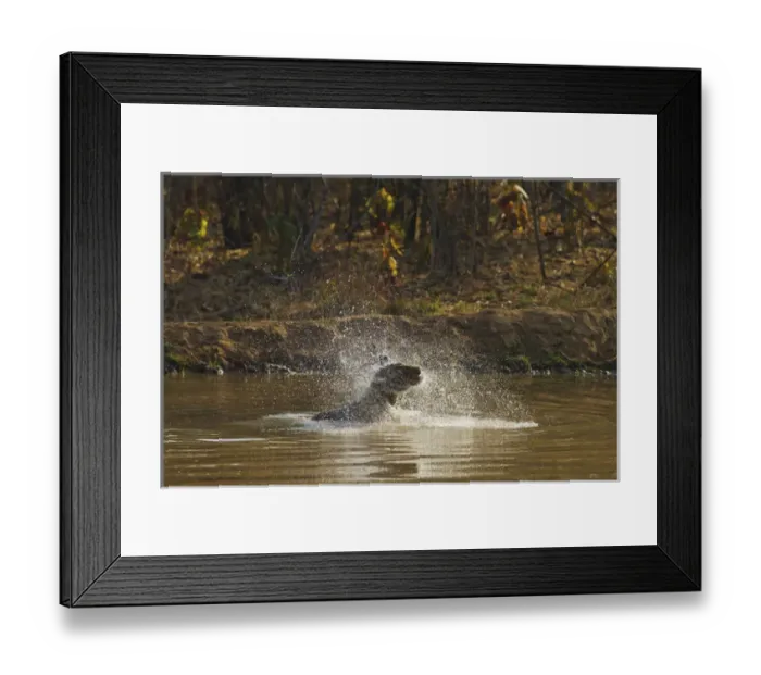Framed Print : Water works by Royal Bengal Tiger, Tadoba Andheri Tiger Reserve, India Framed Print : Water works by Royal Bengal Tiger, Tadoba Andheri Tiger Reserve, India