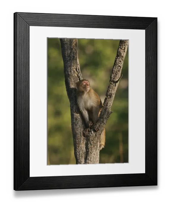 Framed Print : Rhesus Monkey on the tree, Corbett National Park, India Framed Print : Rhesus Monkey on the tree, Corbett National Park, India