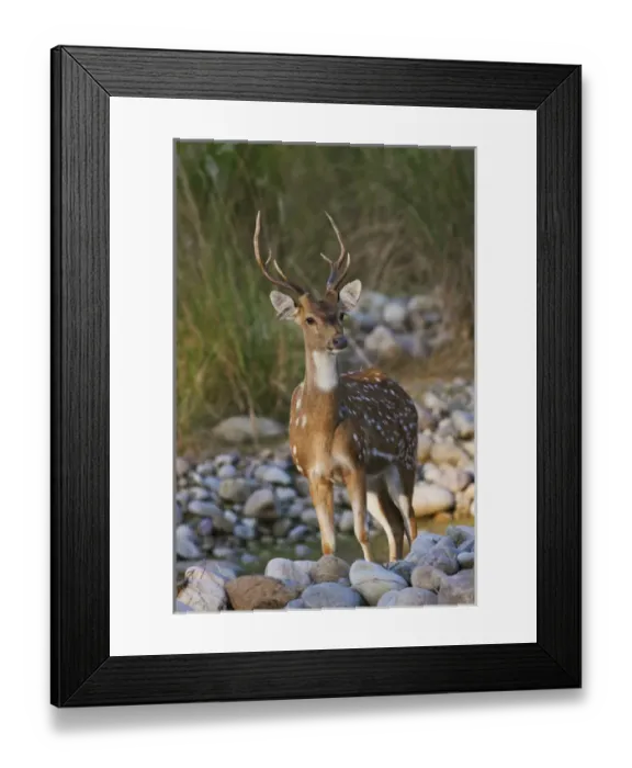Framed Print : Chital stag on the riverbed of river Ramganga, Corbett National Park, India Framed Print : Chital stag on the riverbed of river Ramganga, Corbett National Park, India
