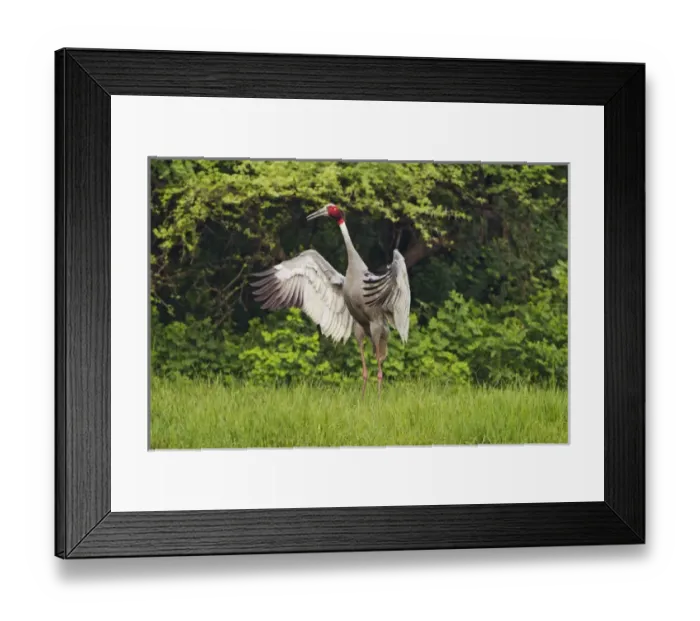 Framed Print : Indian Saras Crane, flapping wings, Keoladeo National Park, India Framed Print : Indian Saras Crane, flapping wings, Keoladeo National Park, India