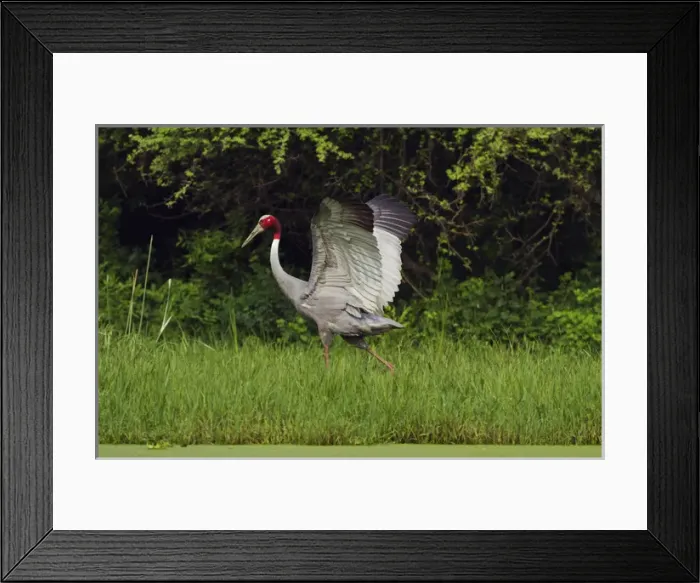 Framed Print : Indian Saras Crane, walking around the nest, Keoladeo National Park, India Framed Print : Indian Saras Crane, walking around the nest, Keoladeo National Park, India